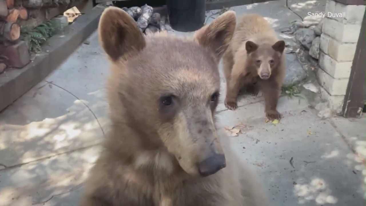 La ciudad del sur de California declara que los osos 'urbanizados' son una amenaza para la seguridad